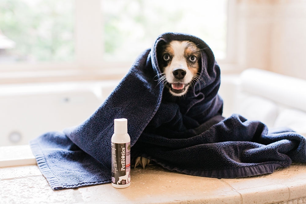 Pretty-Pure-Organic-Bunny-Box-Dog5