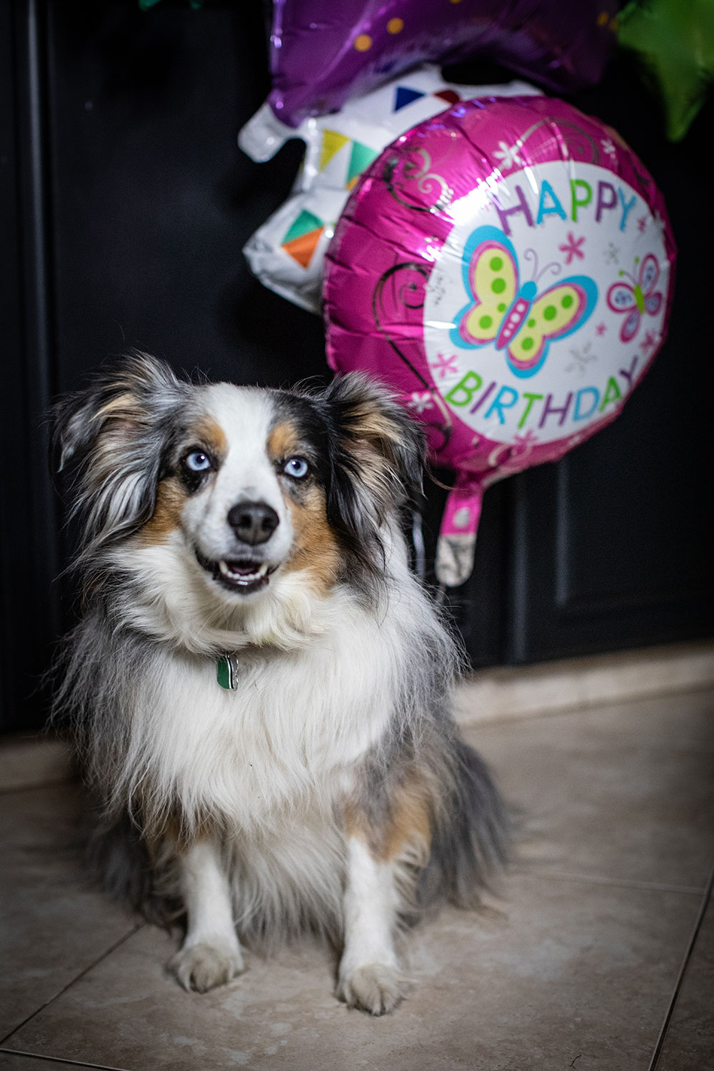 Happy 7th Birthday, Dante!